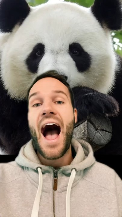 Des JUMEAUX PANDAS ?