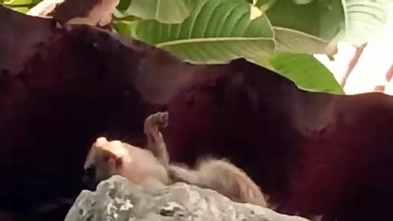 Videos | Short video | funny | entertainment