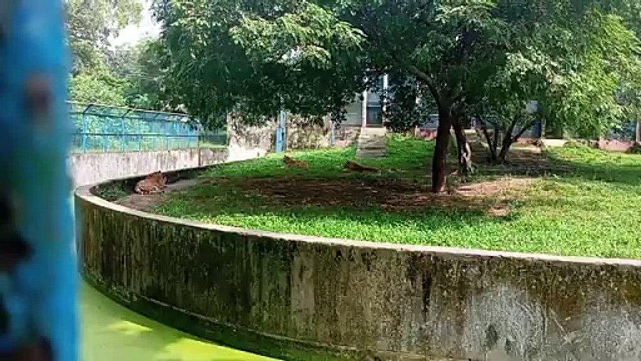 Videos | Short video | funny | lion | tiger | park | zoo