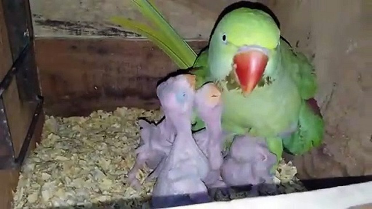 Videos | Short video | funny | parrot | green parrot | parrot babies