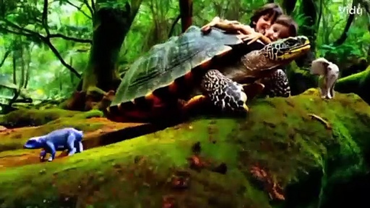 Videos | Short video | funny | turtle | children | forest | animals | animal