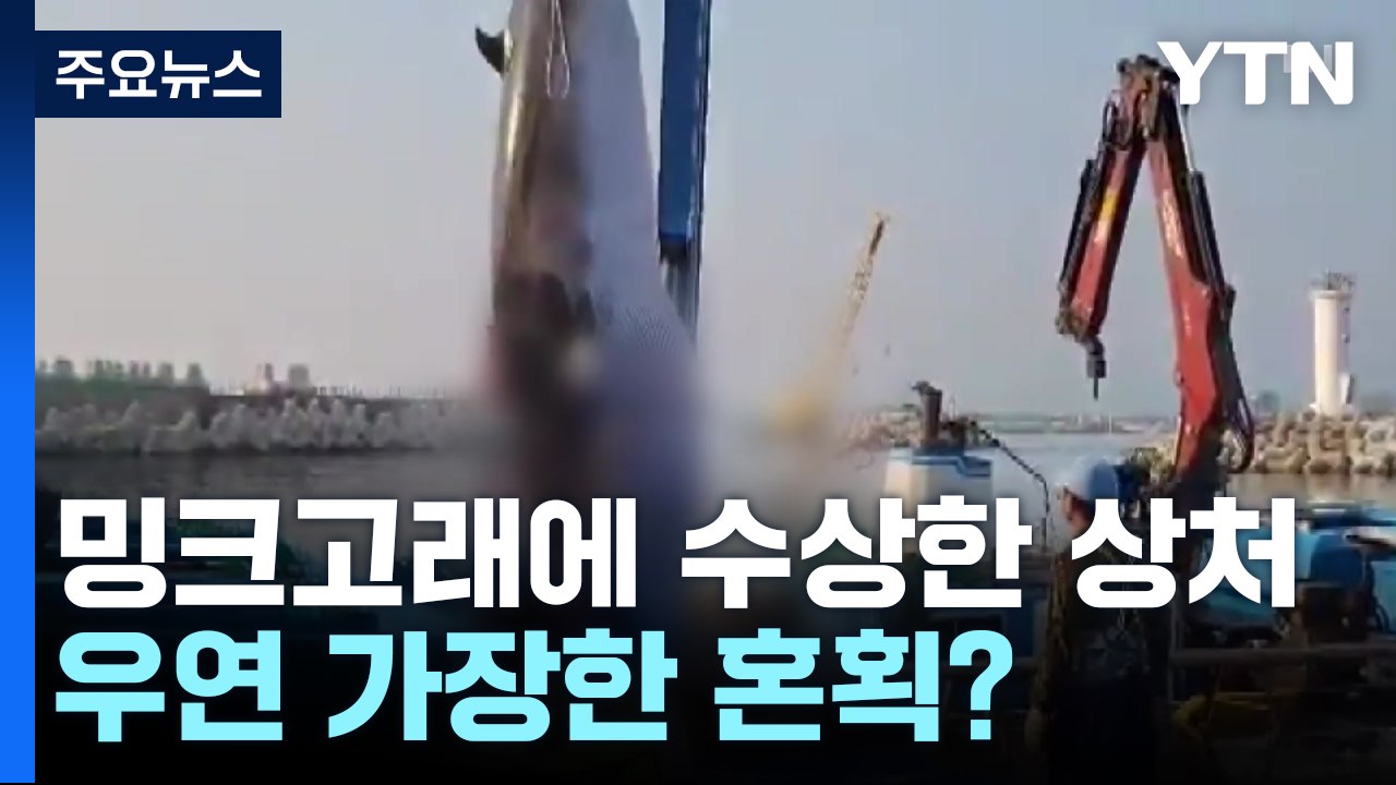 밍크고래 목에 수상한 상처...우연 가장한 혼획? / YTN
