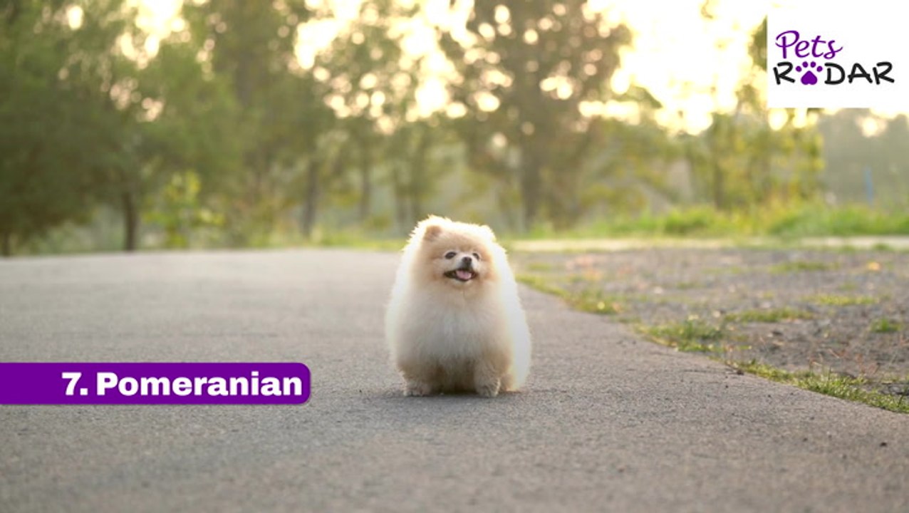 10 Friendliest Dog Breeds