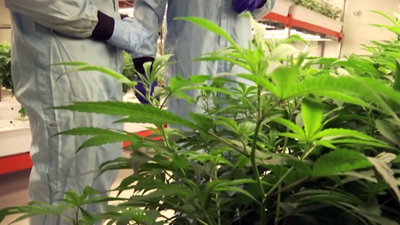 Recent studies investigate the effects of cannabis on academic performance and brain function