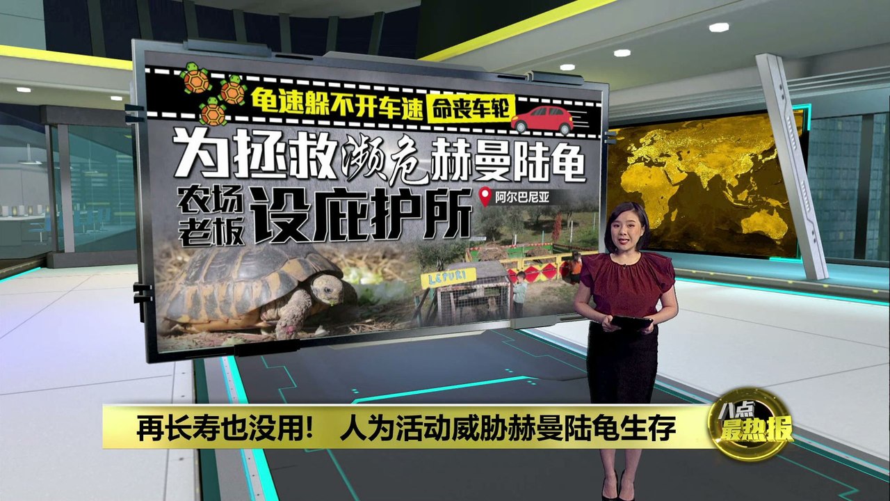 不忍看到乌龟被碾死   男子设赫曼陆龟保护中心