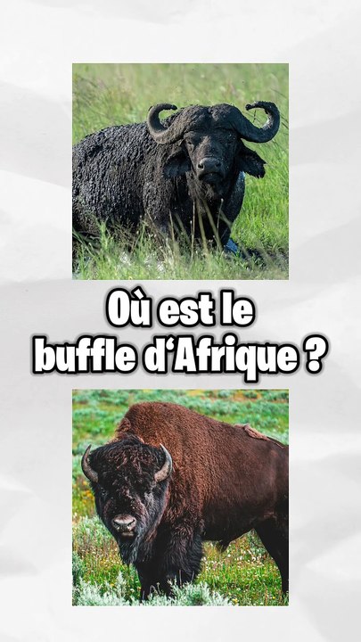 Devine ou est l'animal