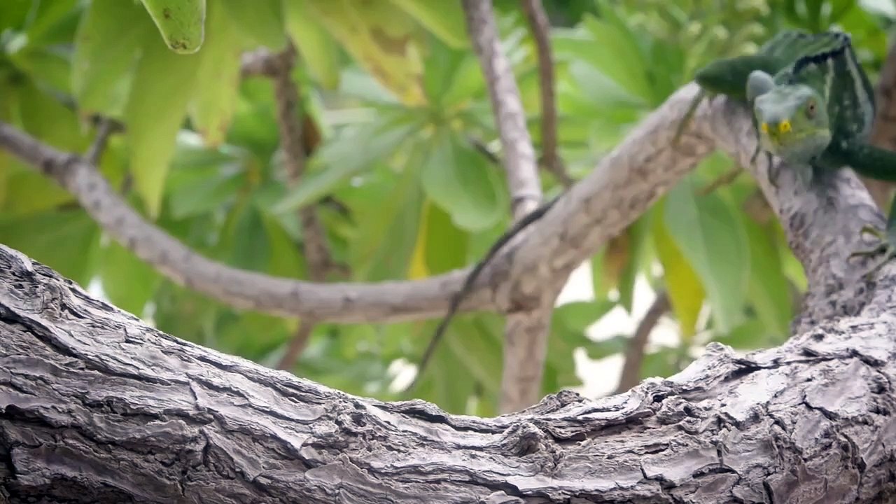 Some Animals Can Communicate Without Making Sounds and These Iguanas Are No Different