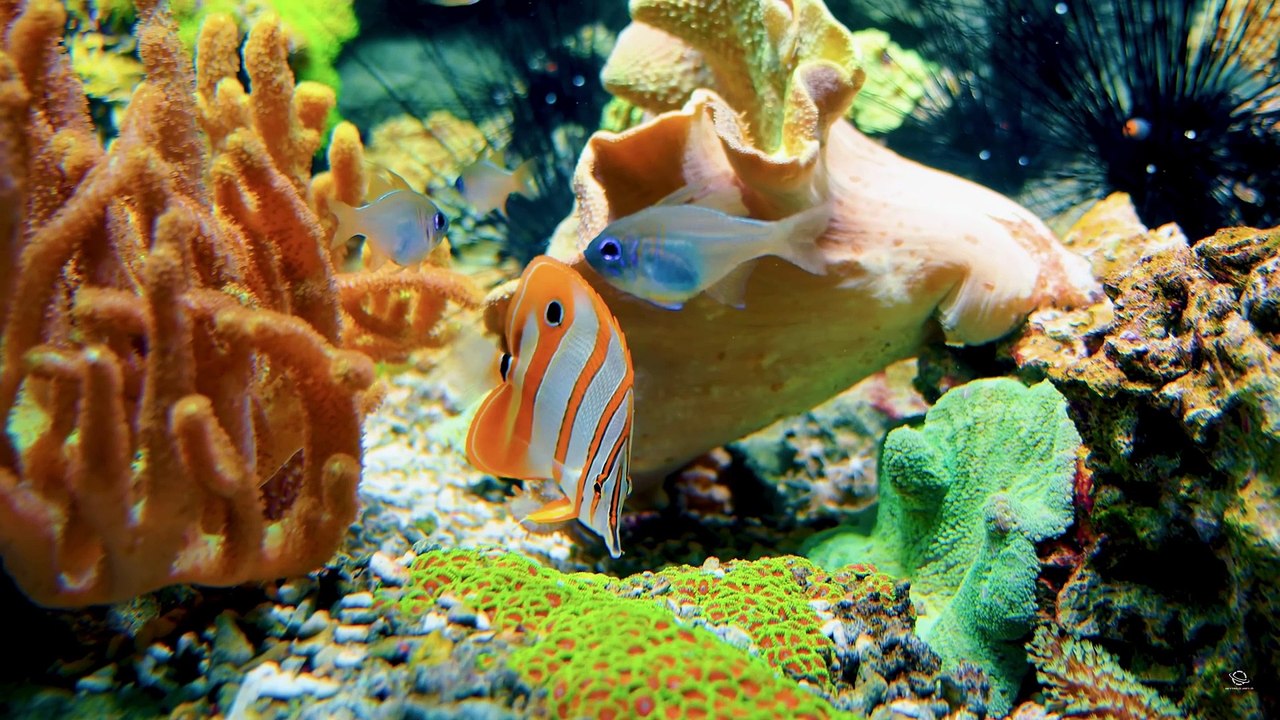 OLED 8K HDR 60fps with Dolby Vision | Stunning Wildlife | HD |