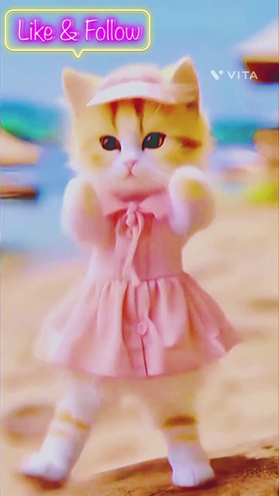 Videos | Short video | funny | cat| cat lover