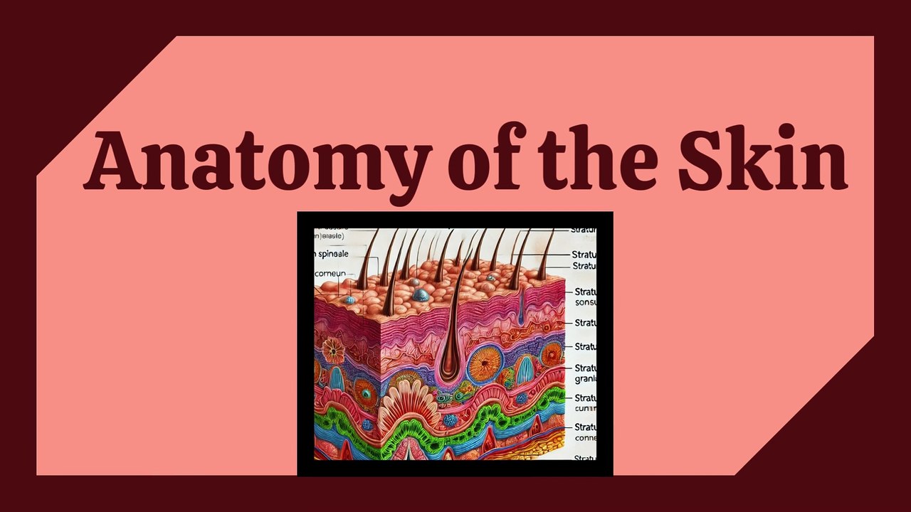 Types of Epithelium in Skin | Complete Detailed Lecture