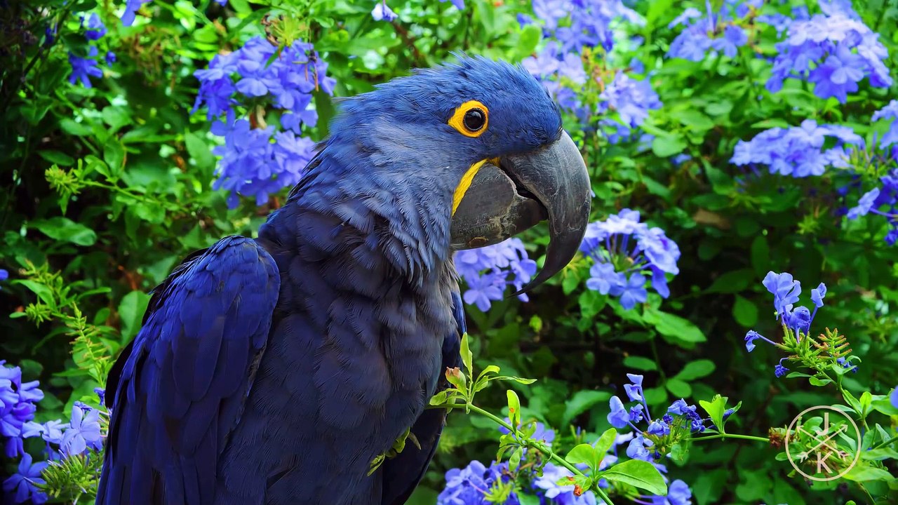 Hawaii in Stunning 8K HDR at 60FPS | DB MEDIA