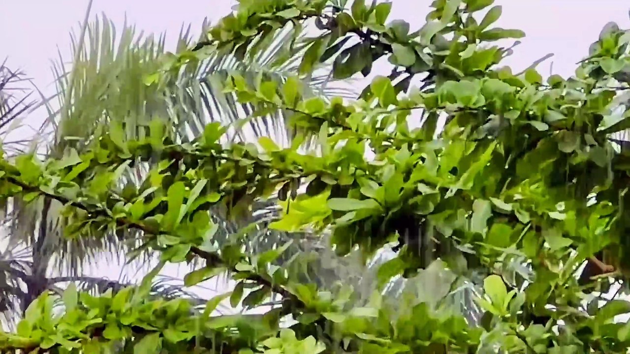 Một khúc ly sầu - Nhạc Hoa lời Việt