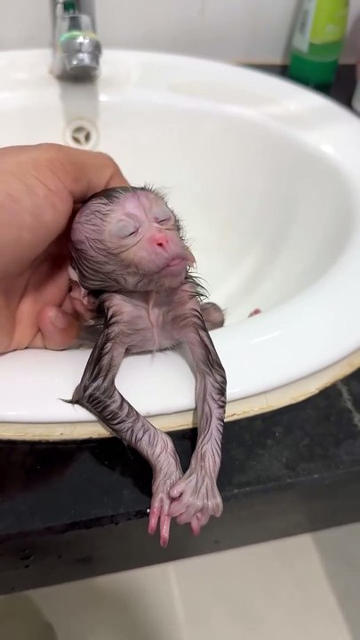 Quite new born baby monkey is bathing