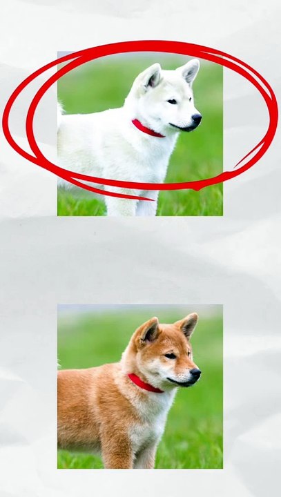 Devine la photo originale