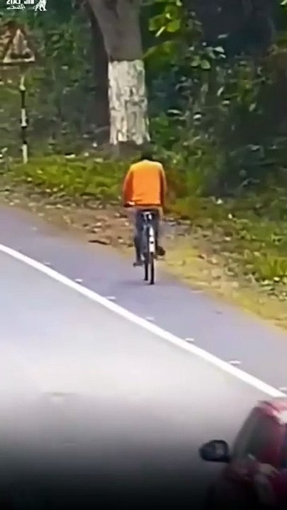 Animals attack on humans part 2