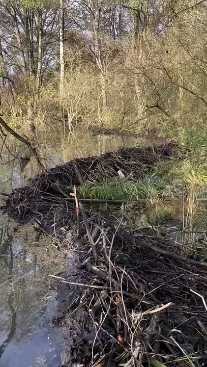 Tama bobrów w gm. Darłowo