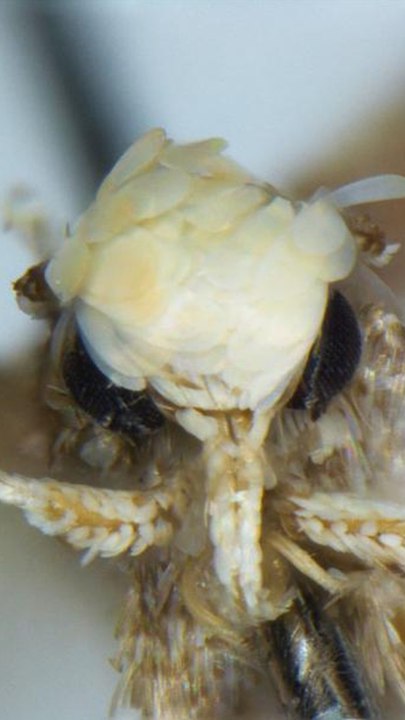CURATION CAM - Neopalpa donaldtrumpi