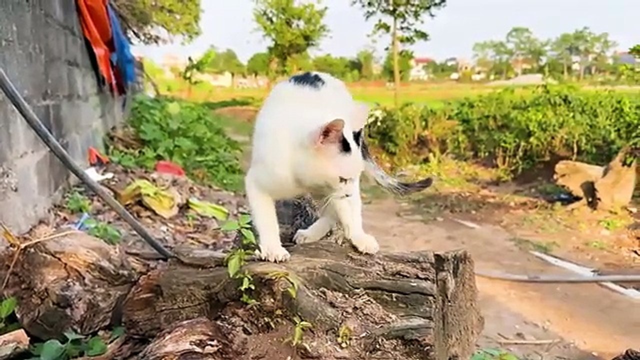 Kittens Calling For Mom - Cute Kittens - Cat Sounds