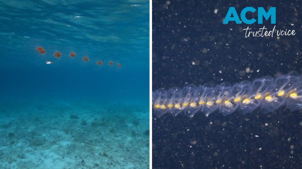 Jelly-like creatures spotted off Tasmania
