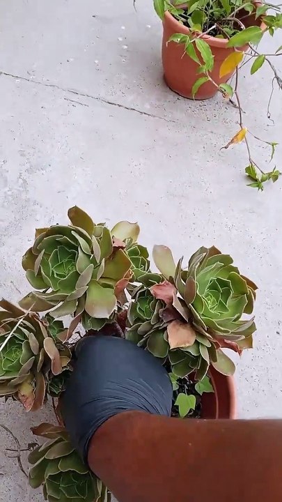 can detector de Diaphorina Citri