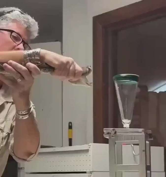 Así echa su veneno la serpiente más peligrosa y venenosa del mundo