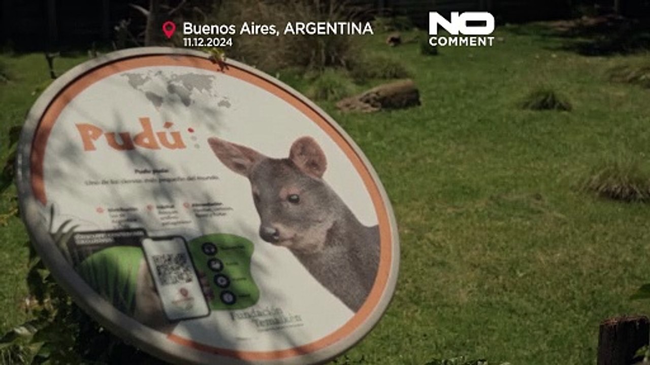 Милота дня. Пуду - самый маленький олень