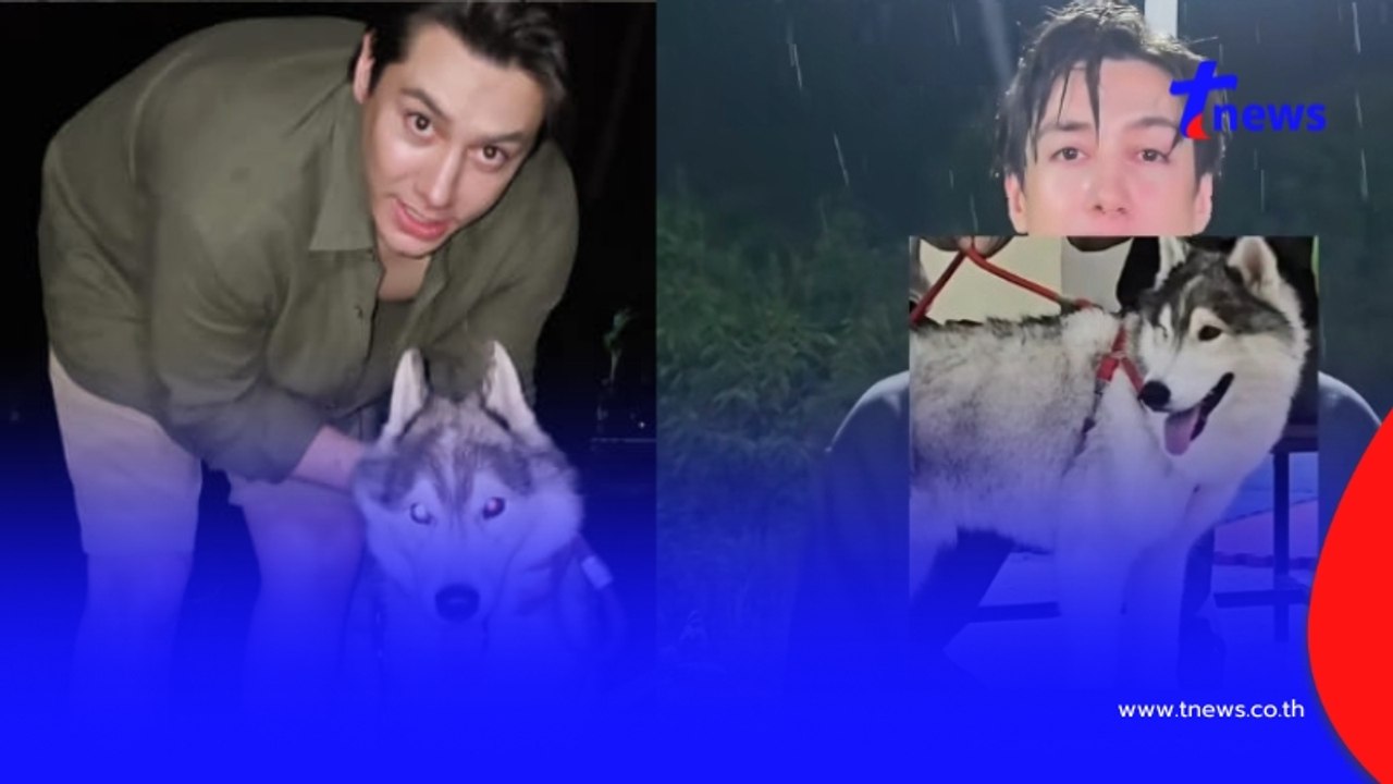 ให้เลย 2 แสน ตามหา "เจ้าคาเนโล่" ลูกชายพันธุ์ไซบีเรียน ของนักมวยดีกรีดาราดัง