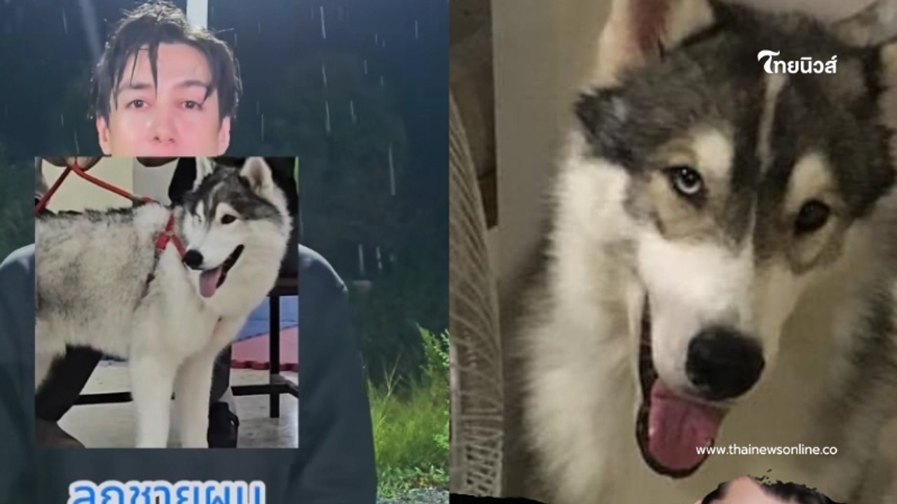ดาราดังรู้สึกผิด แจ้งความลูกชายพันธุ์ไซบีเรียนหาย ตำรวจบอก เสียเวลา
