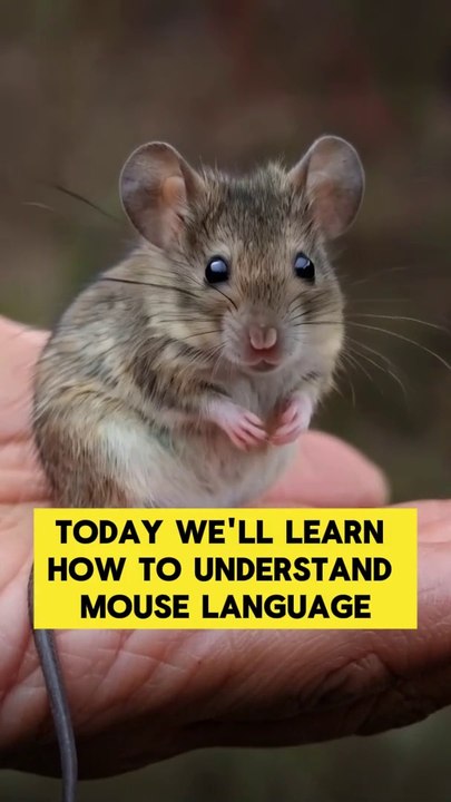 Understanding Mouse Language