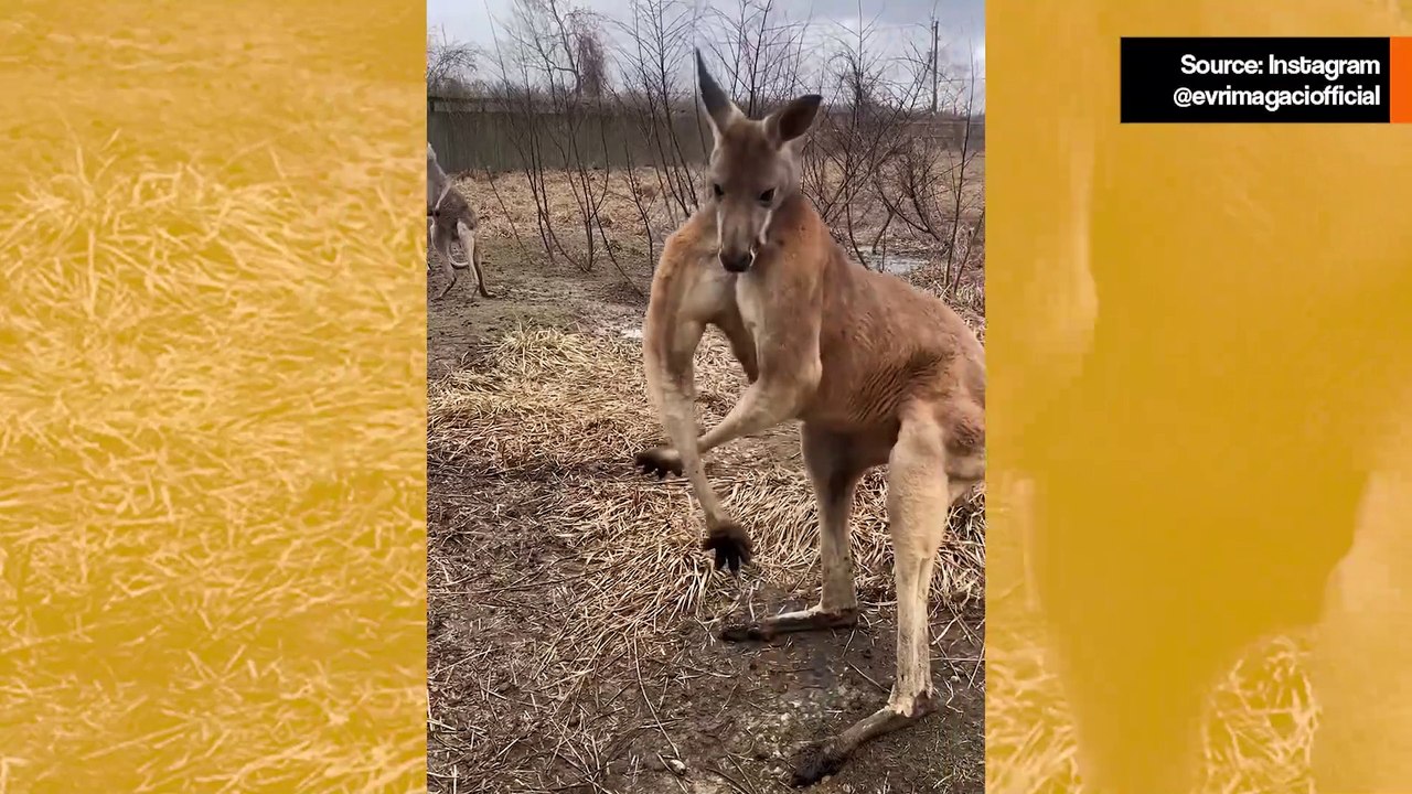 Hulvaton video: Näyttelijäkenguru rakastaa esitellä lihaksiaan