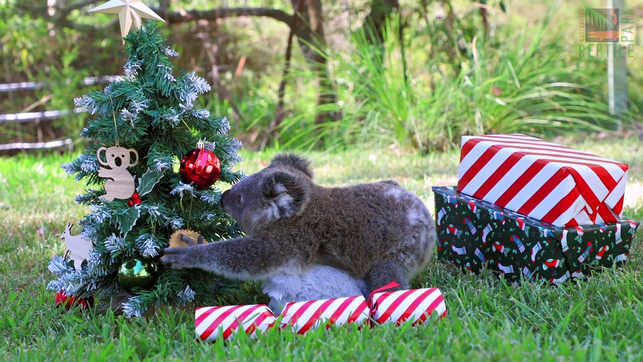 Baby animals first Christmas at the Australian Reptile Park.