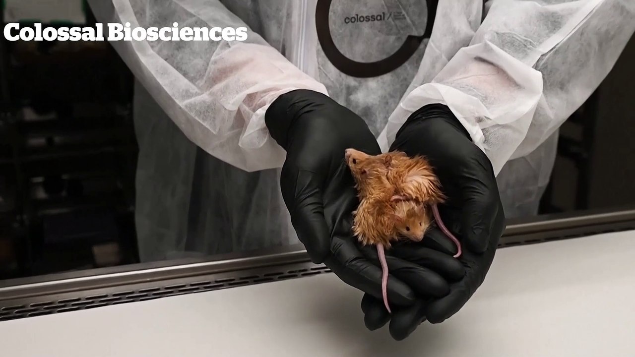 Scientists genetically engineer mice with woolly mammoth like hair