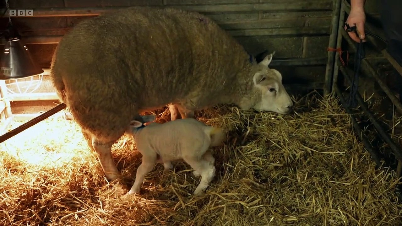 This Farming Life 2025 Episode 9