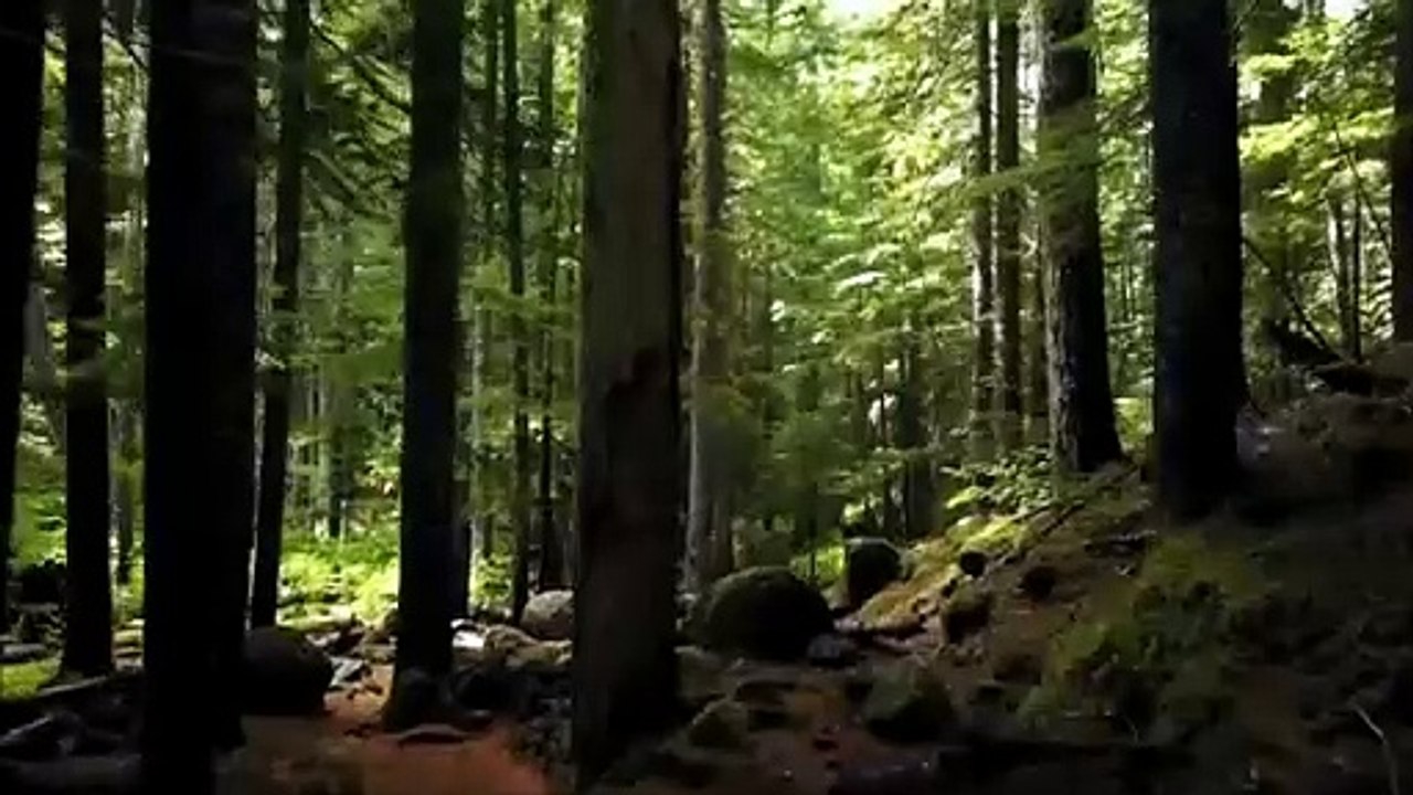 অভিশপ্ত জঙ্গল _ THE RITUAL movie explained in bangla