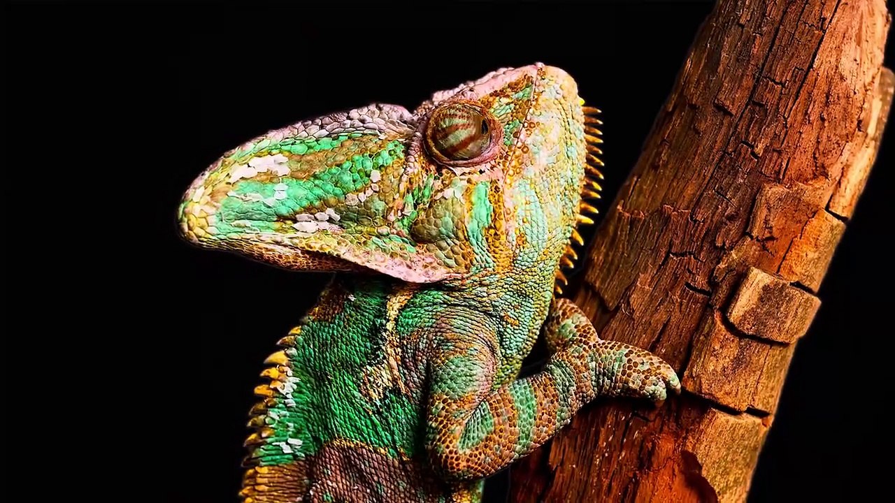 Amazing & Beautiful 12K HDR 240FPS (FHD) Demo 12K ULTRA HD