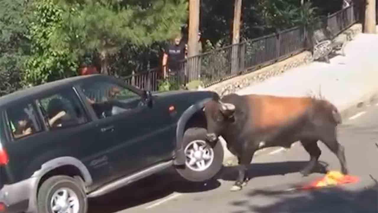 Video hämmästyttää: Villi härkä tuhoaa SUV-auton