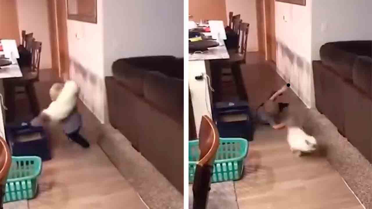 Kissat ja lapset: Päivän hauskin video