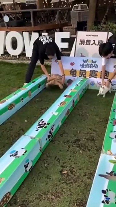 Course entre un lapin et une tortue... devinez qui gagne