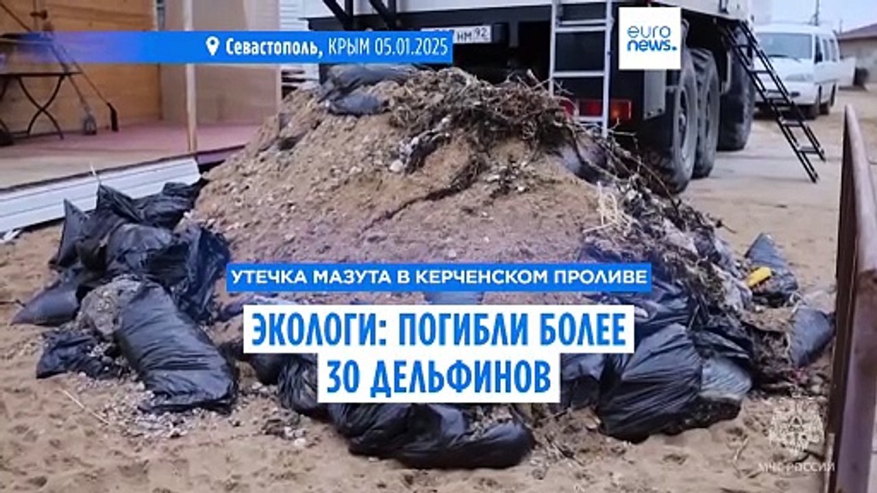 "Дельфа": более 30 дельфинов погибли в результате разлива мазута в Керченском проливе