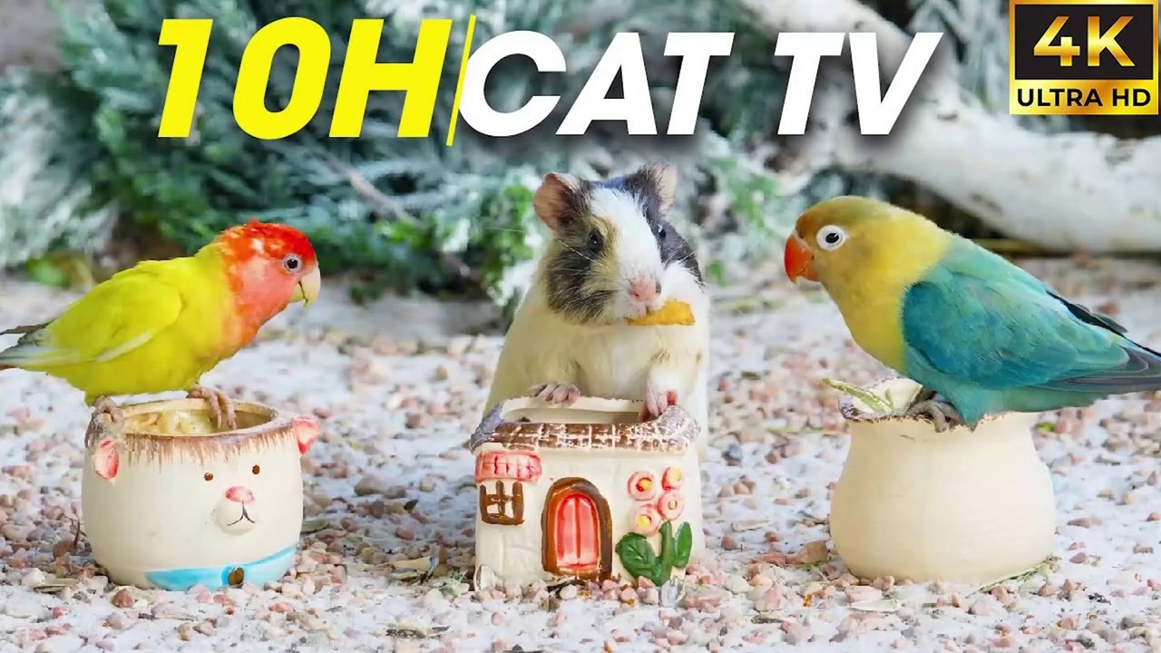 Video For Cats To Watch - One Hour of Winter Bird Watching for Cats - Cat TV Bird Watch Part 1