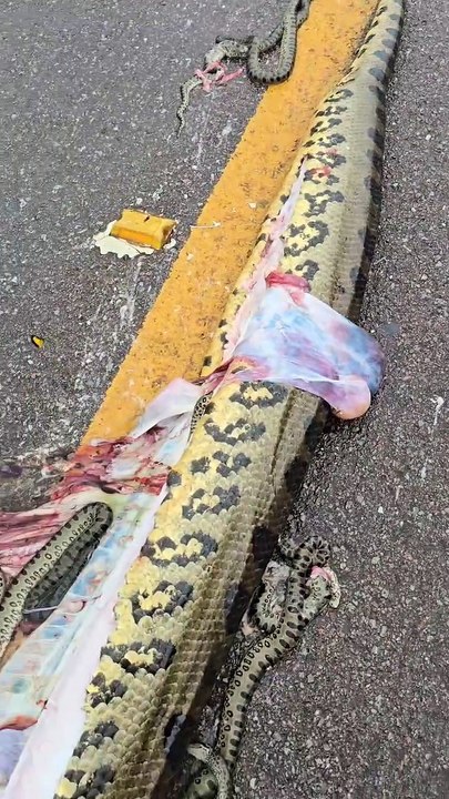 VÍDEO: Sucuri é atropelada na rodovia e libera 40 filhotes em rodovia