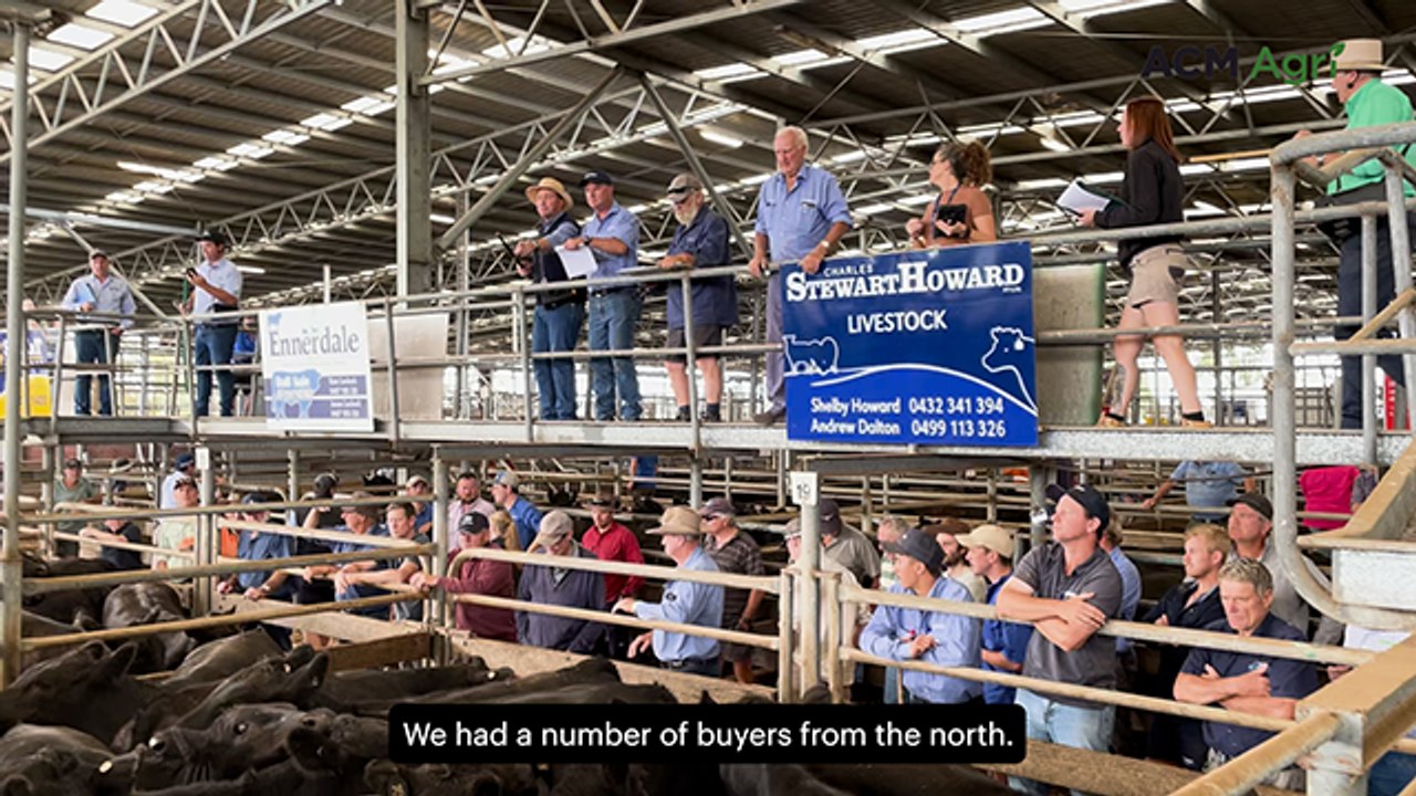 Early bird gets the worm at Colac weaner sale with 'solid' prices all round