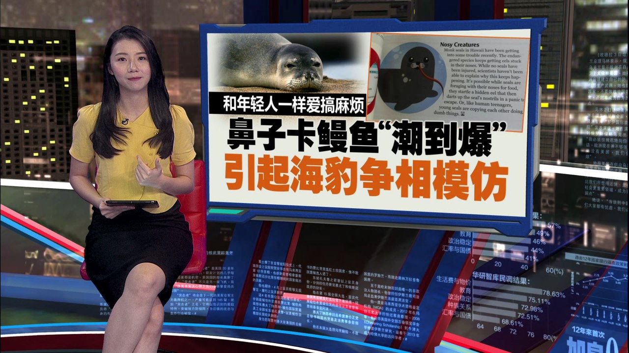 夏威夷僧海豹的鼻子叼着鳗鱼   原因让人超傻眼！