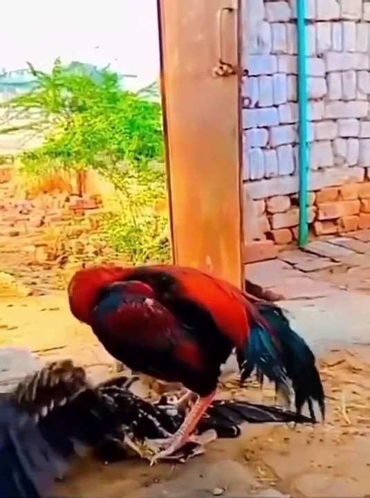 Eagle,  hawok eagle fight,  eagle life hawok rise