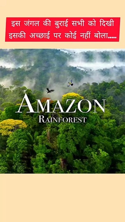 Why is Amazon Rainforest Important