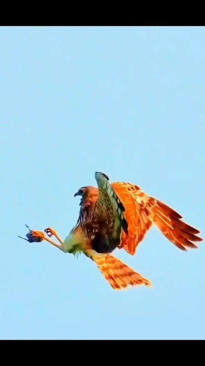 Eagle,  hawok  eagle fight. Eagle hunting