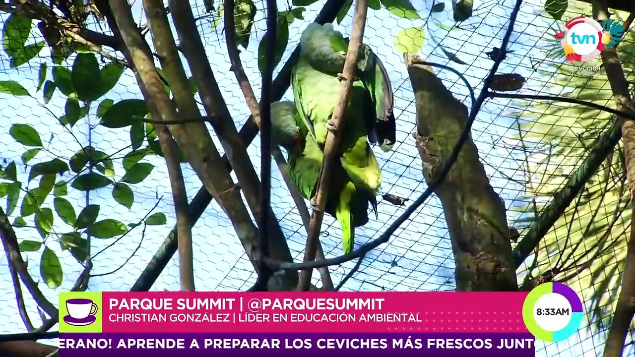 Actividades de verano