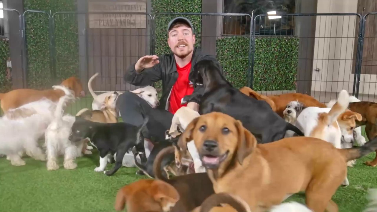 “ I Saved 100 Dogs 🐕❤️ From Dying | MrBeast $100,000 Animal Rescue Challenge ”