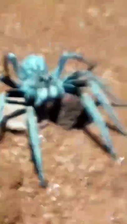 Cette araignée est terrifiante : Trapdoor spider
