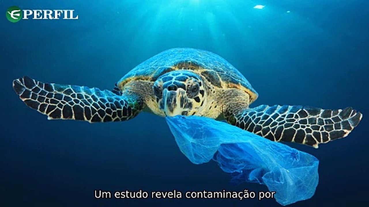 "Microplásticos na Antártida, Ex-esposas de Trump e Comparação de 'Ainda Estou Aqui'"